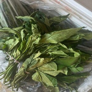 Fresh Ugwu
