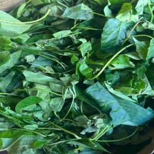 Fresh Utazi